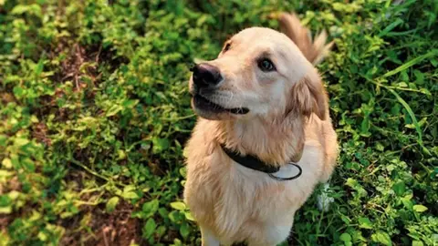  Lo que debes saber sobre el aceite de CBD para mascotas 