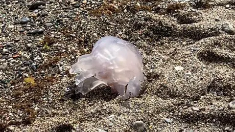 Medusas en Fuente Caballos