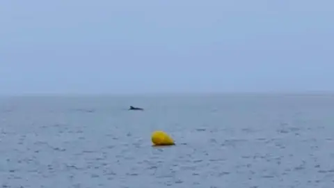 Delfines en la playa del Tarajal