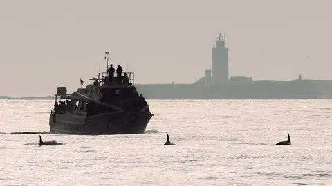 Un grupo de orcas a pocas millas de Tarifa&nbsp;(Pablo Gil /Turmares)
