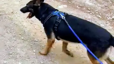 Lily, perteneciente a la Unidad Canina de la Polic&iacute;a Nacional de Ceuta