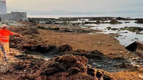 alga