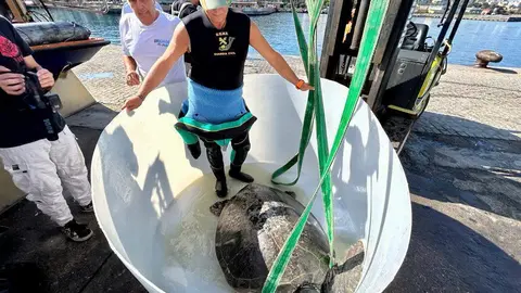 CECAM liberaci&oacute;n de tortuga