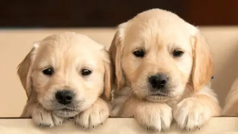 perros iStock