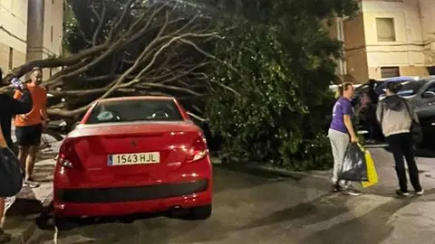 &Aacute;rbol derribado por el viento en Otero