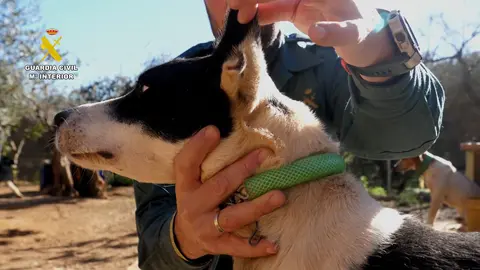 perro