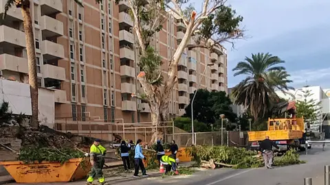 Brigadas verdes poda eucalipto