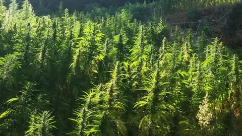 Marruecos entrega las primeras licencias para el cultivo legal de cannabis.jpg