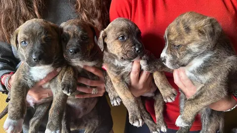 cachorros de la protectora