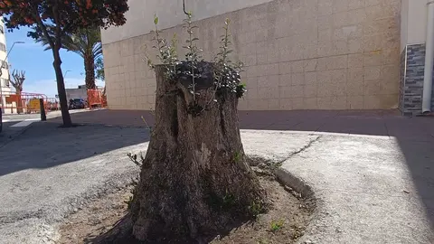 podas arboles
