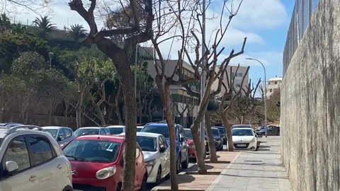 podas arboles