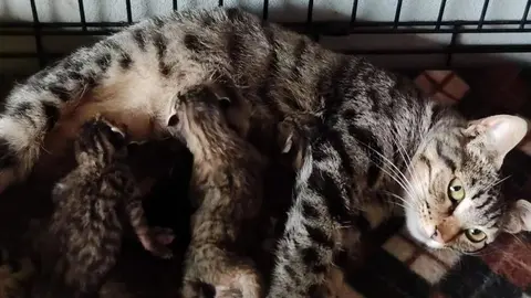 Gato protectora