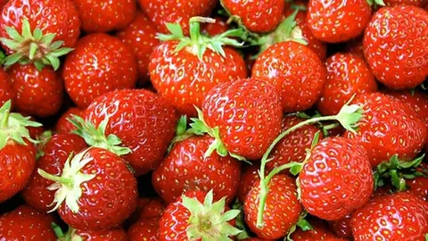 fresas