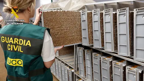 Una agente manipula parte de los cigarrillos intervenidos (GUARDIA CIVIL)