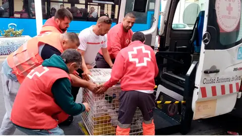 Voluntarios de Cruz Roja cargan los alimentos donados en una furgoneta (C.A.)