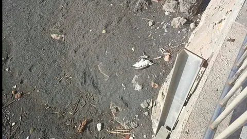 Ave muerta hallada en la playa de El Tarajal (CEDIDA)