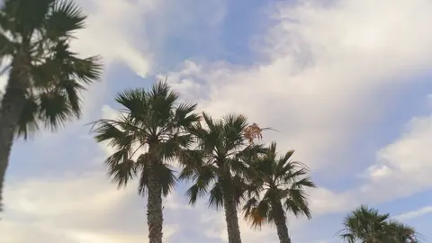 palmeras nubes