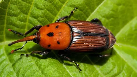 Ejemplar de picudo rojo