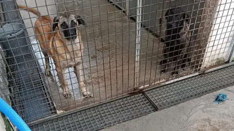 Protectora de animales / Cedida