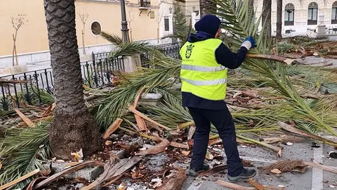  Una operaria recogiendo restos de la poda de una palmera./archivo 