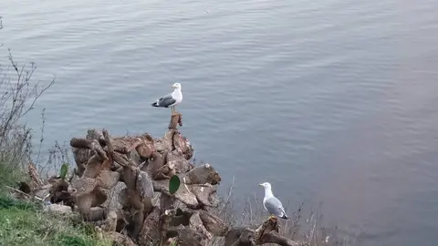 Mar gaviotas