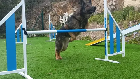Circuito Agility Canino