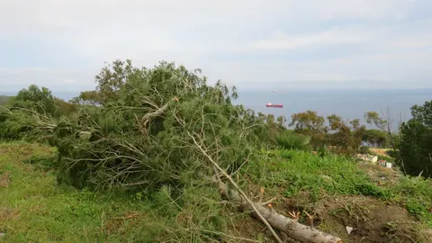 Pino talado en pista de la lastra