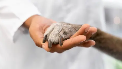 Movimiento ciudadano reclama la creaci&oacute;n de un crematorio o cementerio para animales / Recurso