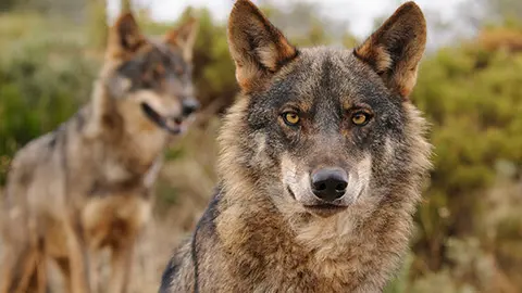 Lobos ib&eacute;ricos / &copy;Ana Retamero