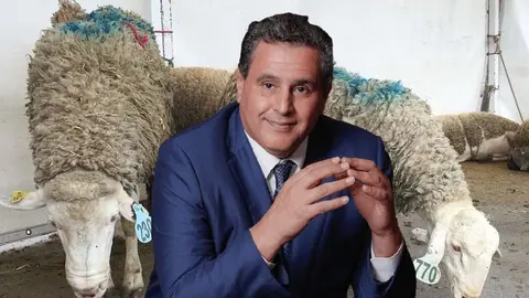 AZIZ borregos