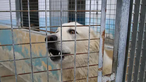  Un perro de la Protectora de Animales 
