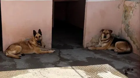 protectora de animales