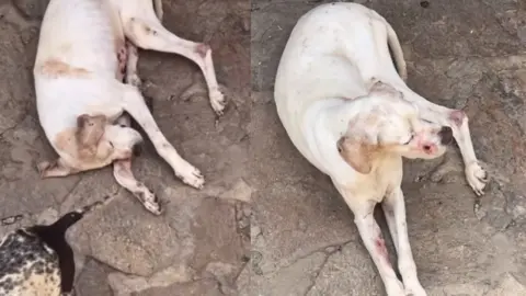 Fotografias del video en el que se ve a uno de los animales lleno de heridas