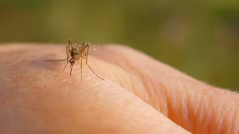 mosquito tigre