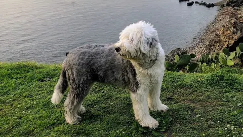 Las cuidadoras de Blondi, su familia, no pudieron despedir a su perro con la dignidad que se merece