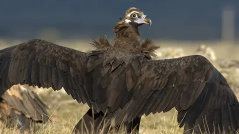 buitre leonado