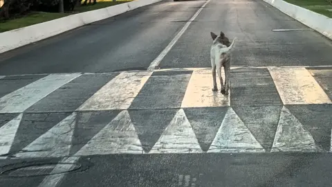 Perro al que se le diagnostic&oacute; la rabia