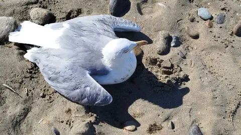 Gaviota parada en el arenal de San Amaro / S. I.