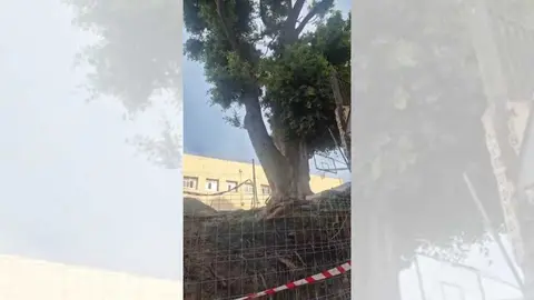 Ficus en el IES Siete Colinas / Cedida