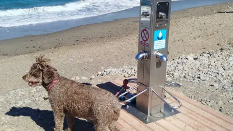 Perro fuente