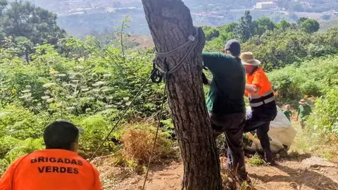Brigadas verdes