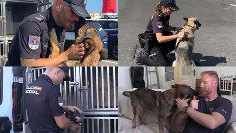 Unidad canina, Polic&iacute;a Nacional de Ceuta / E. Arteaga
