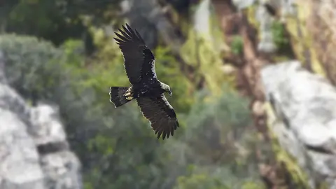 seo bird life
