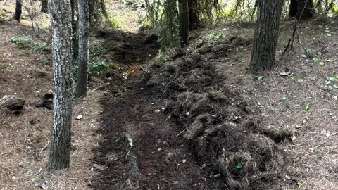 caminos ilegales en el pinar de Punta Blanca