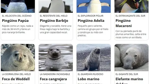 ping&uuml;inos para apadrinar