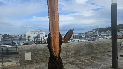 Palmera ca&iacute;da  temporal