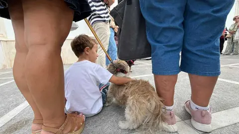 Bendición de animales por San Daniel / Archivo