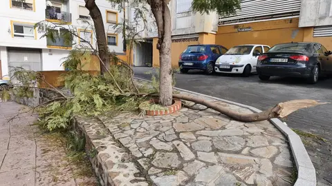 Ramas ca&iacute;das en los Grupos Del Roc&iacute;o / C. A.