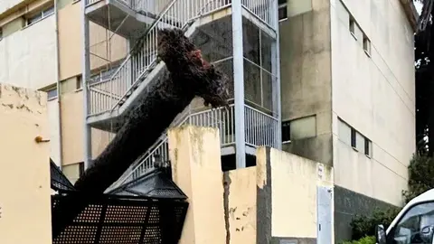 Palmera ca&iacute;da sobre la entrada de unos garajes en la Junta de Obras del Puerto