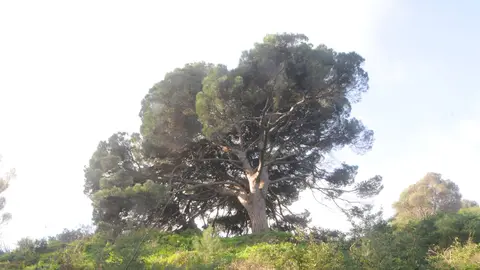 Pino de Calamocarro